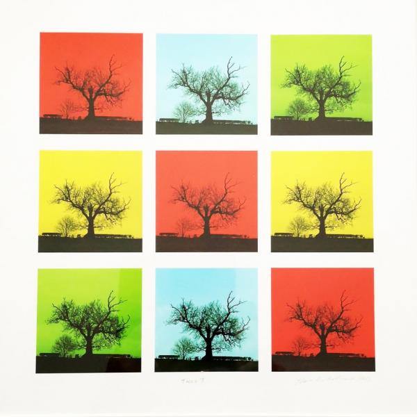 Polaroid, The Love of Trees, Sheila Borthwick