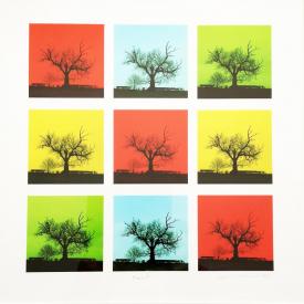 Polaroid, The Love of Trees, Sheila Borthwick